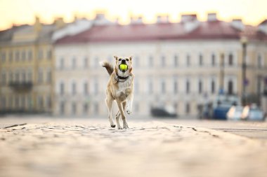 Şen şakrak yetişkin çoban köpeği gün batımında cadde boyunca koşuyor.