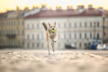 Şen şakrak yetişkin çoban köpeği gün batımında cadde boyunca koşuyor.