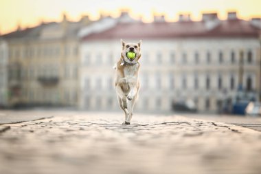 Şen şakrak yetişkin çoban köpeği gün batımında cadde boyunca koşuyor.