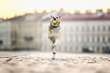 Şen şakrak yetişkin çoban köpeği gün batımında cadde boyunca koşuyor.