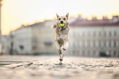 Şen şakrak yetişkin çoban köpeği gün batımında cadde boyunca koşuyor.