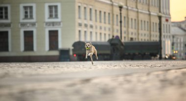 Şen şakrak yetişkin çoban köpeği gün batımında cadde boyunca koşuyor.
