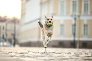 Şen şakrak yetişkin çoban köpeği gün batımında cadde boyunca koşuyor.