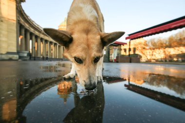 Gün batımında su birikintisinden su içen dalgın küçük çoban köpeği.