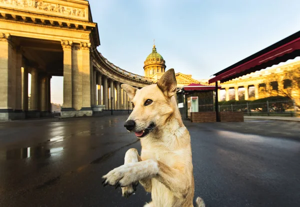Χαρούμενο καφέ ποιμενικό σκυλί ζητιανεύει στην πλατεία — Φωτογραφία Αρχείου
