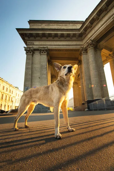 Συναγερμός ενηλίκων Ποιμενικός σκύλος στέκεται και κοιτάζοντας μακριά στην πλατεία κατά τη διάρκεια του ηλιοβασιλέματος — Φωτογραφία Αρχείου