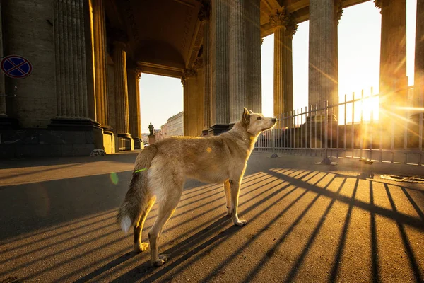 Συναγερμός ενηλίκων Ποιμενικός σκύλος στέκεται και κοιτάζοντας μακριά στην πλατεία κατά τη διάρκεια του ηλιοβασιλέματος — Φωτογραφία Αρχείου