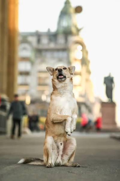Χαρούμενο καφέ ποιμενικό σκυλί ζητιανεύει στην πλατεία — Φωτογραφία Αρχείου