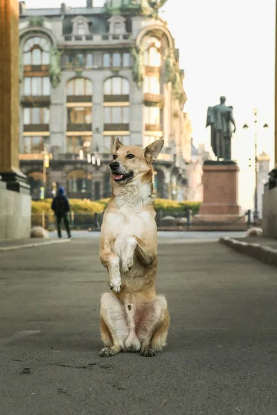 Cão pastor marrom alegre implorando na praça — Fotografia de Stock