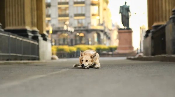 Μοναχικός ενήλικος Ποιμενικός σκύλος περιμένει ιδιοκτήτη ενώ βρίσκεται στο δρόμο κατά τη διάρκεια του ηλιοβασιλέματος — Φωτογραφία Αρχείου