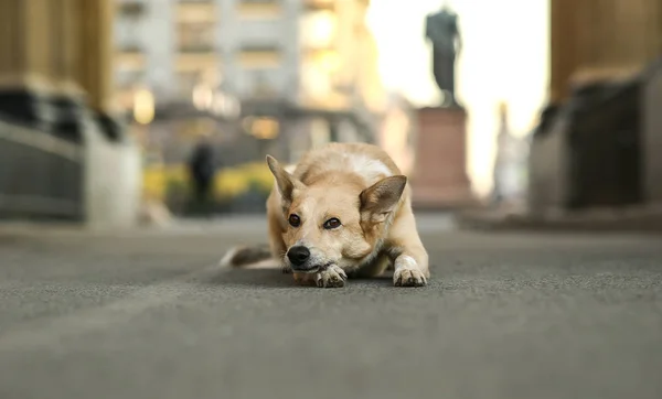 Perro pastor adulto solitario esperando al dueño mientras está tirado en la calle durante el atardecer — Foto de Stock