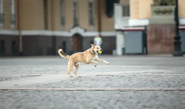Alegre perro pastor adulto con juguete en la boca corriendo a lo largo de la calle durante la puesta del sol — Foto de Stock