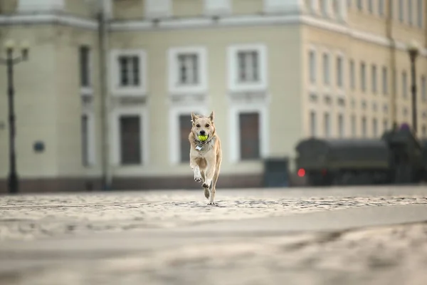 Χαρούμενος ενήλικος Ποιμενικός σκύλος με παιχνίδι στο στόμα τρέχει κατά μήκος του δρόμου κατά τη διάρκεια του ηλιοβασιλέματος — Φωτογραφία Αρχείου