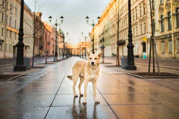 Συναγερμός ενηλίκων Shepherd σκυλί στέκεται μόνο του και κοιτάζοντας κάμερα στο δρόμο το πρωί — Φωτογραφία Αρχείου