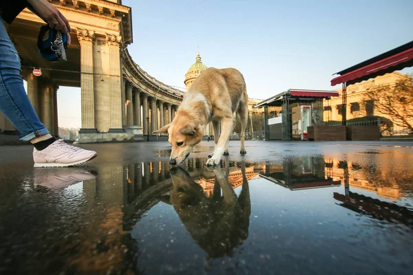 Σκεπτικό μικρό Ποιμενικό σκυλί πόσιμο νερό από λακκούβα στην πλατεία κατά τη διάρκεια του ηλιοβασιλέματος — Φωτογραφία Αρχείου