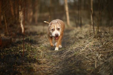 Staffordshire Boğa Teriyeri ormanda yalnız başına yürüyor.
