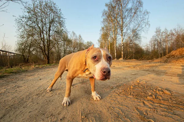 Calma American Terrier cão na estrada de terra durante o pôr do sol — Fotografia de Stock