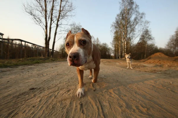 Calm American Terrier dog on dirt road during sunset — ストック写真