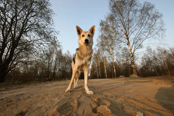 Ruhiger Schäferhund sitzt bei schönem Wetter auf Feldweg gegen Frühlingswald — Stockfoto
