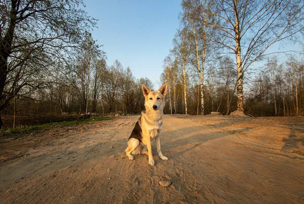 Calma perro pastor sentado en el camino de tierra contra el bosque de primavera en buen tiempo —  Fotos de Stock