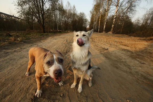 Предупредите американских терьеров и пастушьих собак на грунтовой дороге во время заката — стоковое фото