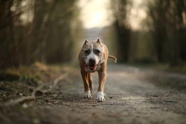 Staffordshire Bull Terrier a piedi su strada solitaria nella foresta — Foto Stock