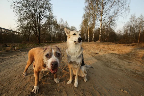 Alerta American Terrier y perros Shepherd en camino de tierra durante el atardecer — Foto de Stock