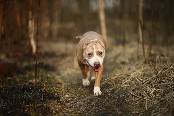 Staffordshire Bull Terrier a piedi su strada solitaria nella foresta — Foto Stock