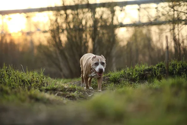 Staffordshire Bull Terrier walking on lonely road in forest — Stock Photo, Image
