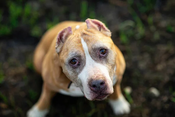 Curioso Staffordshire Bull Terrier seduto sull'erba — Foto Stock