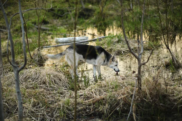 Curioso perro mirando el agua en las afueras de la ciudad —  Fotos de Stock