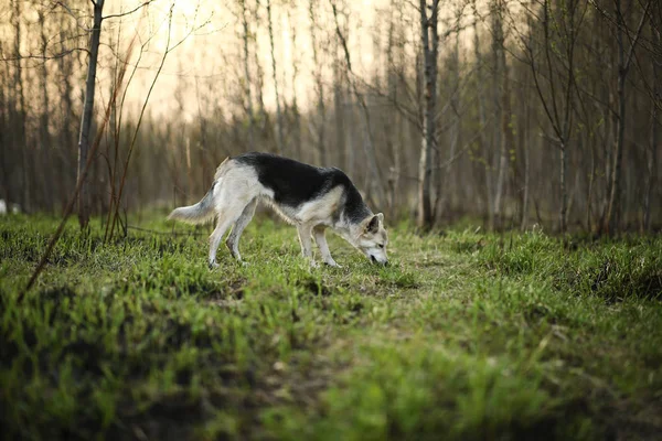 Пастушья собака вынюхивает землю во время прогулки по природе — стоковое фото