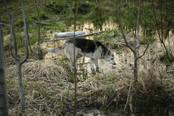 Curioso perro mirando el agua en las afueras de la ciudad —  Fotos de Stock