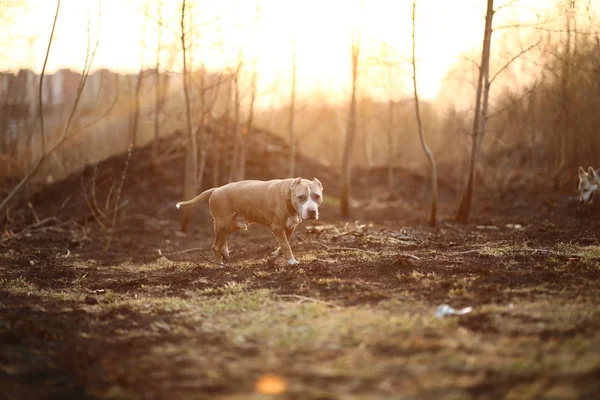 Staffordshire Bull Terrier caminando por un camino solitario en el bosque —  Fotos de Stock