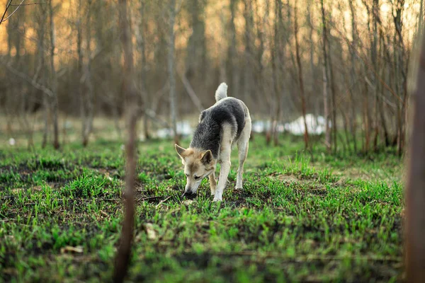 Pastor cão cheirando chão enquanto passeia na natureza — Fotografia de Stock