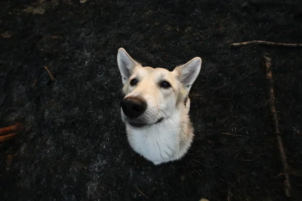 Calm curious lonely Shepherd dog standing against dirt road in sunlight — ストック写真