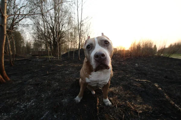 Περίεργος Staffordshire Bull Terrier κάθεται στο γρασίδι — Φωτογραφία Αρχείου