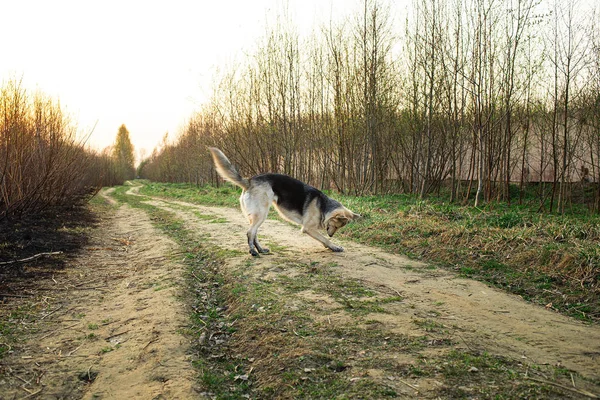 Çoban köpeği doğada dolaşırken etrafı kokluyor ve kazıyor. — Stok fotoğraf