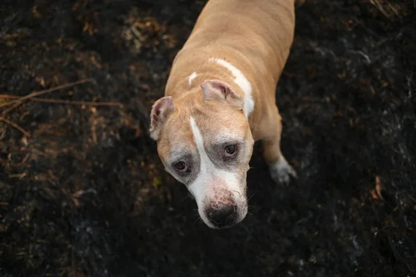 Curioso Staffordshire Bull Terrier sentado en la hierba — Foto de Stock