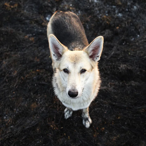 Békés pásztor kutya séta a természetben — Stock Fotó