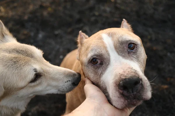 Close up view at someone hand caressing gently her dog — Stock Photo, Image