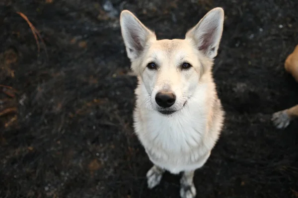 Perro pastor pacífico en paseo en la naturaleza —  Fotos de Stock