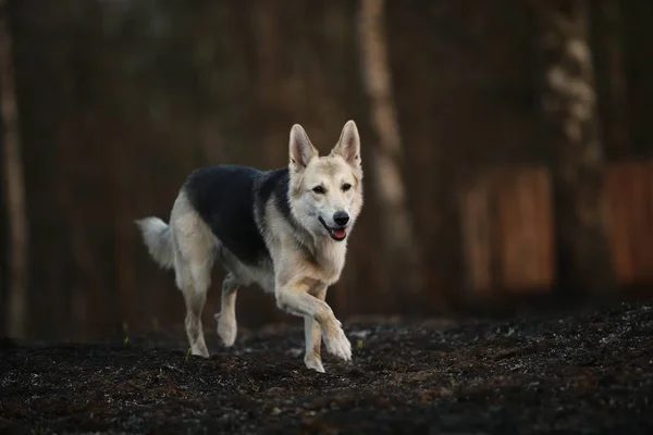 Big dog running on meadow at countryside — ストック写真