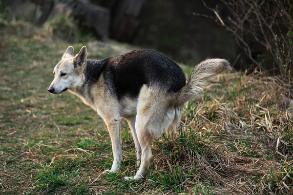 Higiene urbana: Curiosa Checoslováquia Wolfdog fazendo suas abluções na floresta, em vez de na rua — Fotografia de Stock