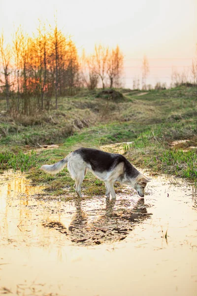 Curious dog looking at water in city outskirts