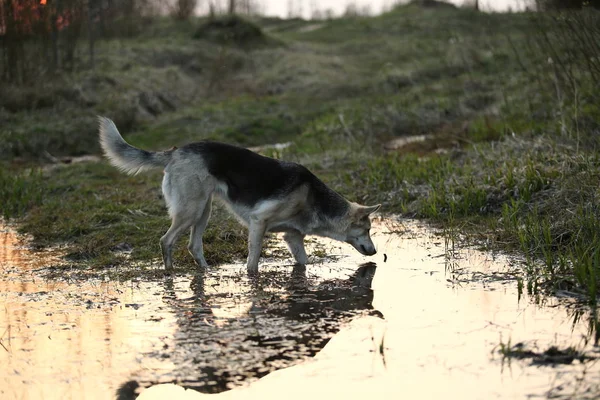 Curioso perro mirando el agua en las afueras de la ciudad —  Fotos de Stock