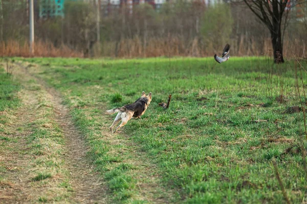 Dog hunting for bird at lawn on sunny morning