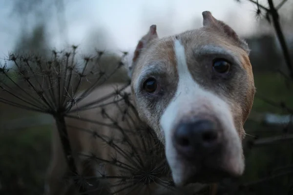 Staffordshire Bull Terrier στέκεται μόνος στο δάσος — Φωτογραφία Αρχείου