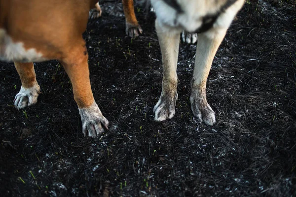 Las patas suaves de los perros pasan el tiempo en la naturaleza —  Fotos de Stock