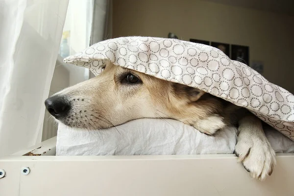 Lazy dog under blanket in bed during morning time